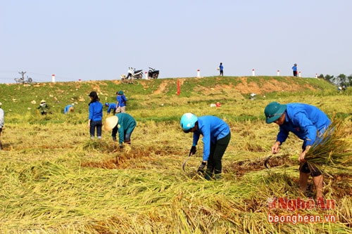 Lúa ở đây đều được gặt bằng liềm, vì hầu đã ngã đổ trên ruộng lại còn cuốn xoáy ngổn ngang.