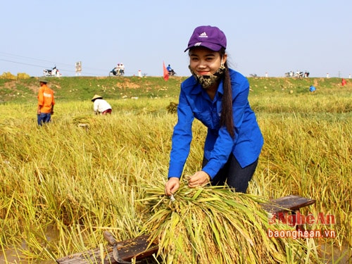 Thu hoạch lúa sau mưa bão, tuy vất vả nhưng nụ cười vẫn rạng rỡ trên những khuôn mặt xinh xắn.