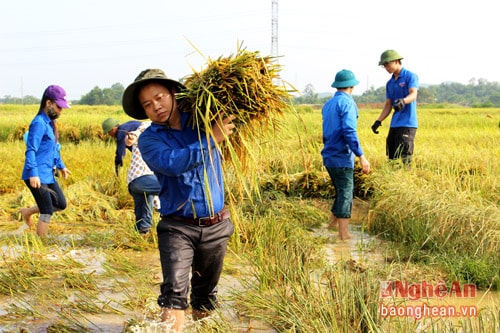 Nhiều cán bộ Huyện đoàn Đô Lương có mặt trong đội tình nguyện, làm việc “đảm đang” như một nông dân thực thụ. Có bạn tuy không quen lắm với công việc đồng áng, nhưng tham gia vẫn hăng hái, nhiệt tình.