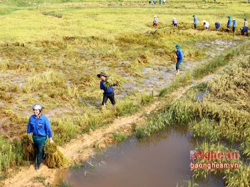 Gặt lúa ngã đổ khá vất vả, vận chuyển lúa giữa ruộng sục lên bờ cũng vất vả không kém.