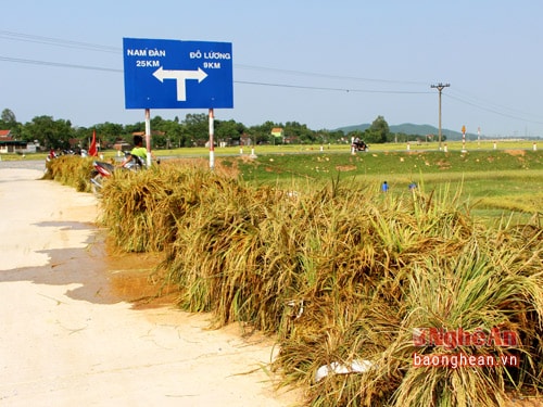 Những bó lúa đầu tiên đã được đưa lên đường lớn chờ các gia đình đem phương tiện đến chở về nhà. Bà Nguyễn Thị Song (xóm 6 xã Minh Sơn) vui vẻ cho biết: “Người dân ở đây đang vất vả với lúa đổ sau mưa bão, nay có thanh niên tình nguyện về giúp thu hoạch, vô cùng phấn khởi”.