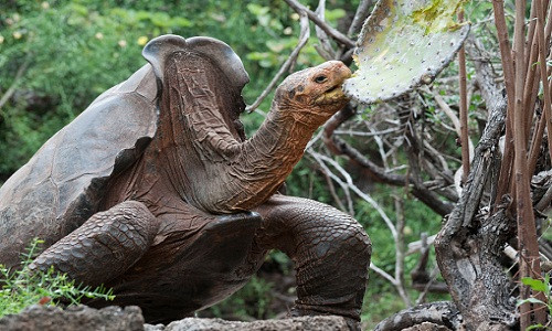 Diego là cứu tinh của loài rùa khổng lồ Galapagos. Ảnh: AFP.