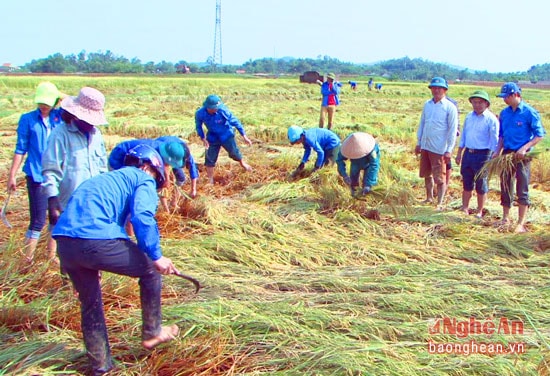 Lãnh đạo huyện Đô Lương có mặt trên các cánh đồng động viên thanh niên