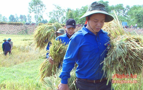 Các bạn trẻ nỗ lực giúp dân thu hoạch