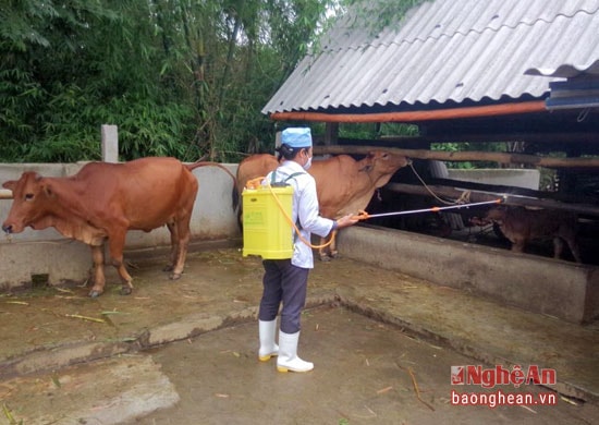 Công tác phòng chống dịch bệnh cho gia súc ở Anh Sơn được triển khai bài bản.