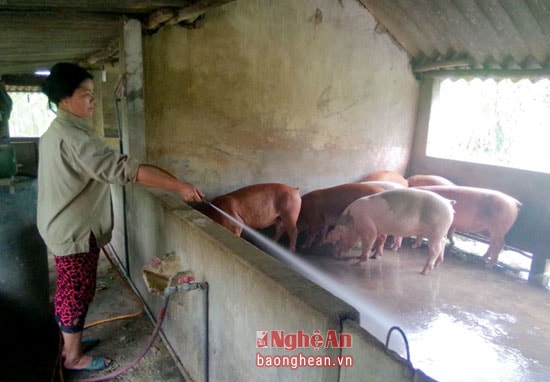 Vệ sinh chuồng trại thường xuyên là một trong những yêu cầu quan trọng để phòng bệnh cho vật nuôi.