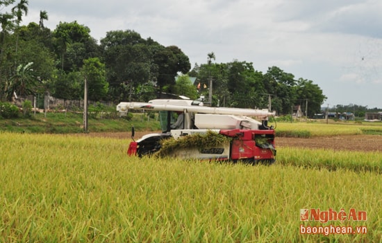 Đẩy mạnh phong trào chuyển đổi cơ cấu nông nghiệp, nâng cao giá trị sản xuất trên đơn vị diện tích