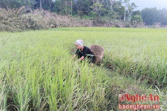 Bà Ngân Thị Công, 63 tuổi, bản Ná Công thăm lại diện tích lúa bị ngập sau khi nước rút. 12.