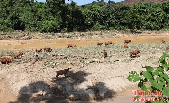 Ngô ở Châu  Nga (Quì Châu) bị lũ cuốn, người dân tận thả bò ra để 
