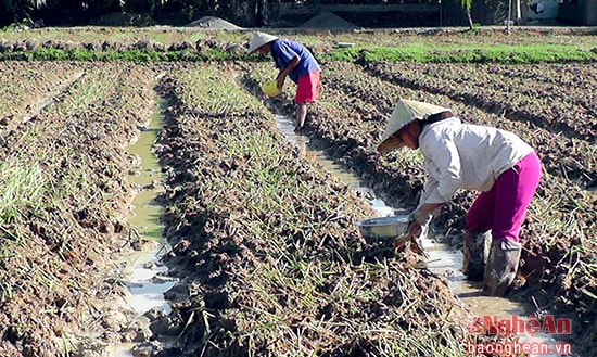 Nông dân Yên Thành tiếp tục ra đồng gieo trồng vụ đông