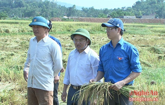 Lãnh đạo huyện Đô Lương ra đồng động viên nông dân gặt lúa