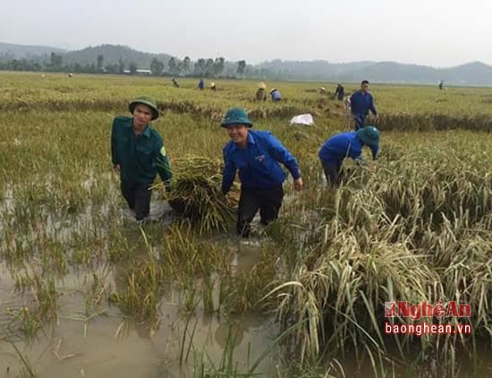 Các lực lượng đoàn viên của huyện đoàn Hưng Nguyên phối hợp với bộ đội gặt lúa giúp dân