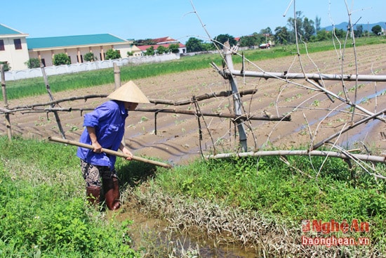 Bà Trần Thị Phượng, xóm 17, xã Nghi Thuận, Nghi Lộc đang tháo nước để trồng lại ngô đã bị chết trên hai sào đất vùng màu.