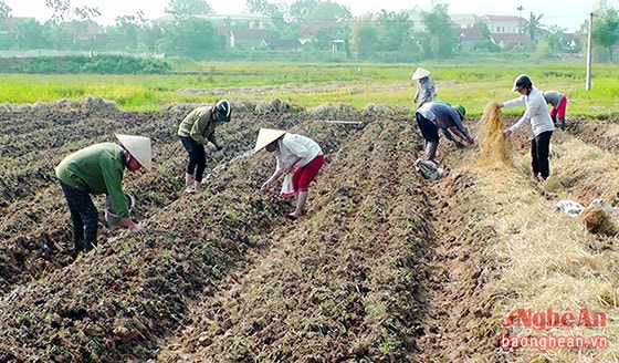 Cán bộ, đảng viên xã Liên Thành cùng nông dân xuống đồng trồng cây vụ Đông. 