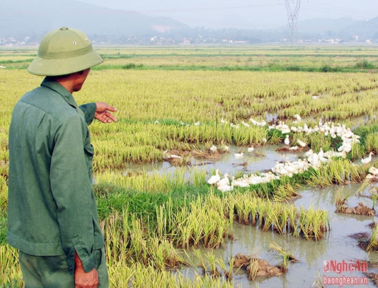 Nhiều năm nay, nuôi vịt thả đồng là nghề chăn nuôi truyền thống của người dân huyện lúa.