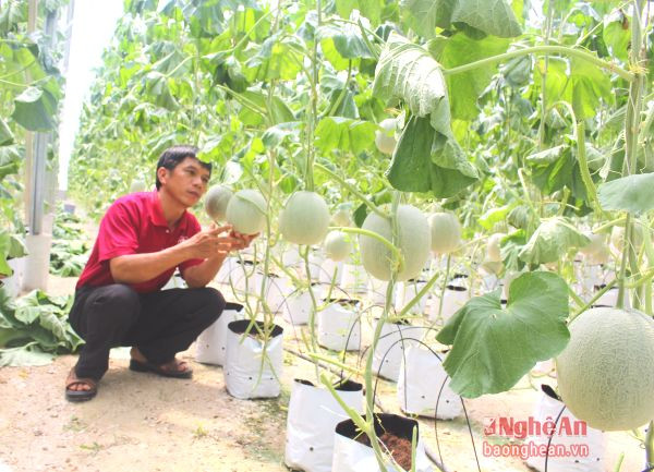 Mô hình trồng dưa lưới bằng công nghệ tưới nhỏ giọt Israel ở huyện Anh Sơn. 