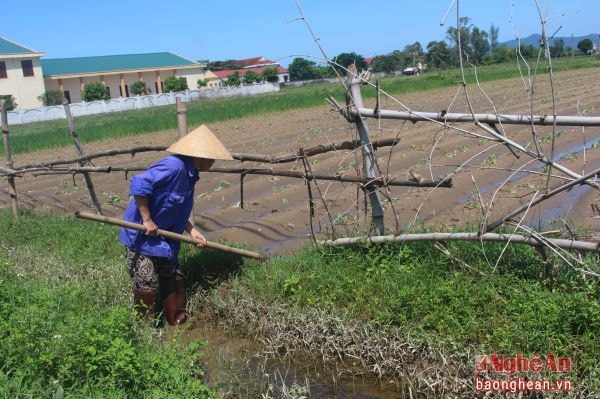 Người dân xóm 17, xã Nghi Thuận (Nghi Lộc) tháo nước để trồng lại ngô bị chết do ngập úng.