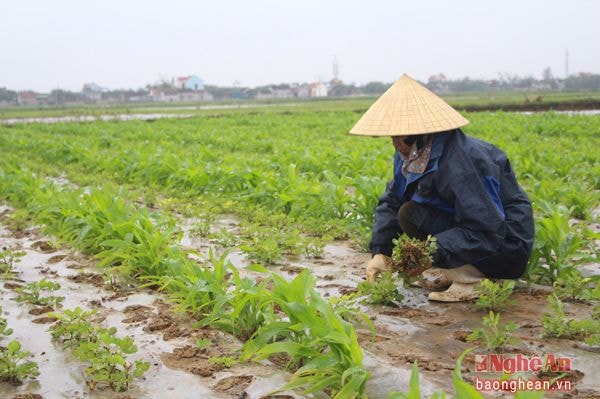 Người dân xã Diễn Thành nhổ lạc bị chết do úng ngập để trồng lại