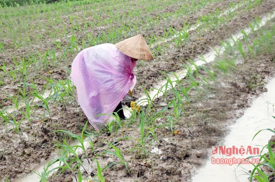 Nông dân xã Hùng Thành, huyện Yên Thành trồng ngô đông trên đất 2 lúa