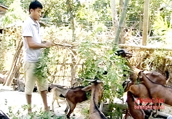 Từ chăn nuôi nuôi trâu bò, dê đem về nguồn thu nhập cao cho gia đình anh Kỳ.