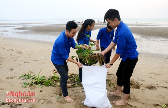 Sau đợt lũ vừa rồi, rác thải tập kết nhiều ở bãi biển Cửa Lò. Các đoàn viên tham gia nhặt bèo, rác dọc bãi biển.