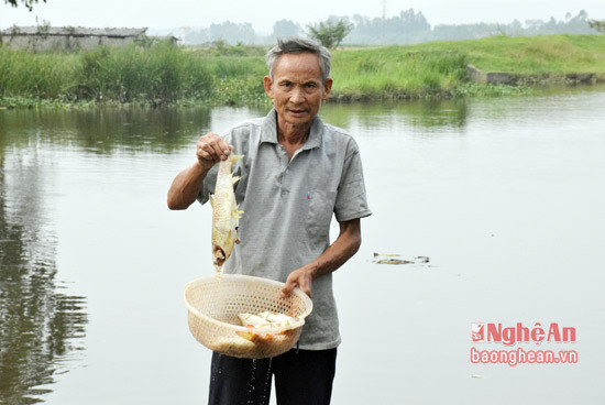 Chưa biết rõ nguyên nhân dẫn đến cá chết trên sông Bùng, nhưng đến nay lồng cá của gia đình ông Chu Văn Thanh đã bị chết trên 1 tấn cá thịt, trọng lượng từ 0,8 - 1,5 kg/con.