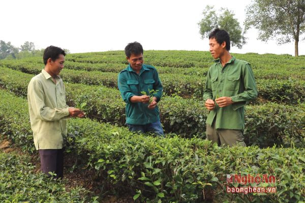 Phát triển chăn nuôi trong mô hình trang trại tổng hợp của anh Nguyễn Văn Lợi .