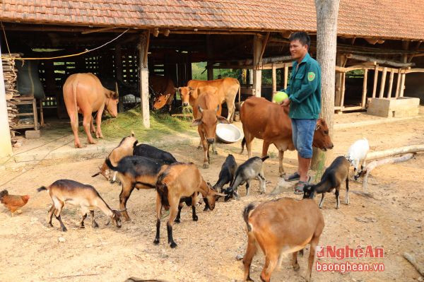 Phát triển chăn nuôi trong mô hình trang trại tổng hợp của anh Nguyễn Văn Lợi .