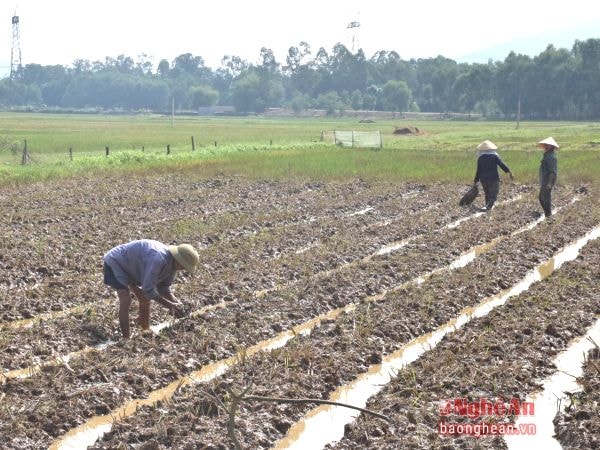 Bà con nông dân xóm Cao Sơn, xã Công Thành (Yên Thành) gieo lại ngô sau mưa lũ.