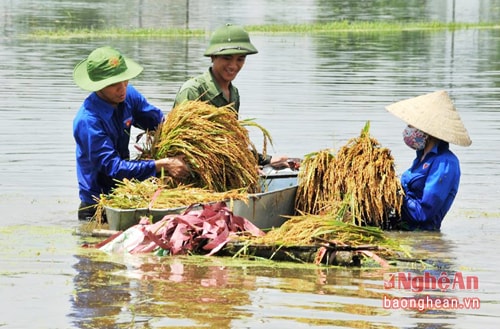 Đoàn viên thanh niên huyện Hưng Nguyên gặt lúa cứu lụt giúp người dân. Ảnh tư liệu Phương Thảo