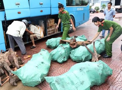 Lực lượng chức năng tiến hành bóc dỡ, tạm giữ lô hàng gỗ trắc không có giấy tờ hợp lệ