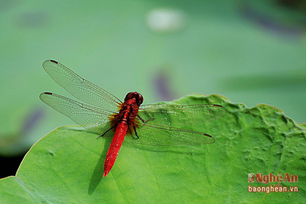 Một con chuồn ngô