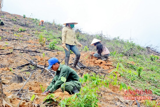 Trồng rừng nguyên liệu  tại vùng phía Tây Yên Thành.