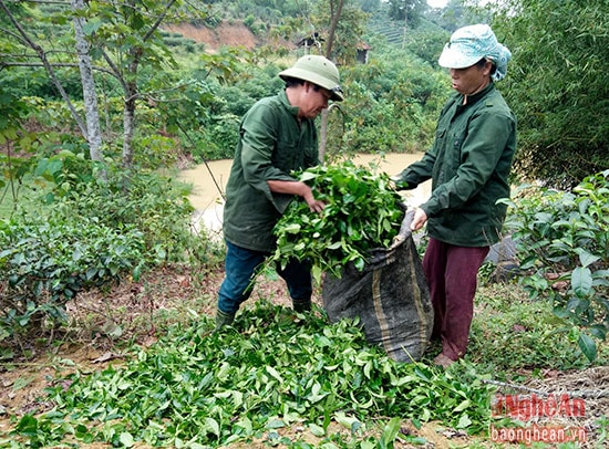 Phần lớn chè được trồng trên các quả đồi cao, sau mưa việc thu hái khá khó khăn nhưng nông dân phấn khởi vì chè đạt năng suất cao.