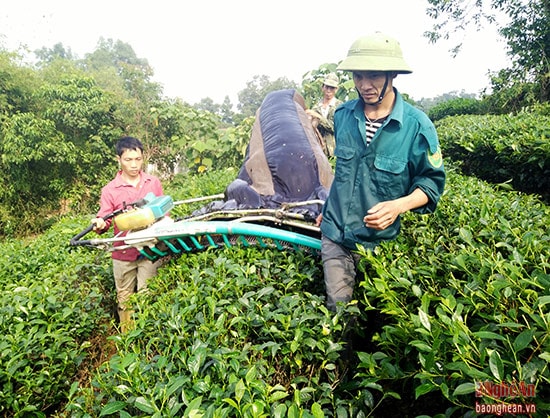 gia đình ông Nguyễn Đức Phi thôn 9 xã Long Sơn, có diện tích 2 ha chè được trồng năm 2001, hiện gia đình đang thu hoạch chè bằng máy.