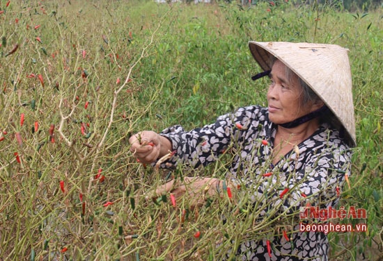 Bà con nông dân Nghi Ân, TP.Vinh vớt vát lứa ớt héo sau đợt mưa dài, bị ngập úng. 