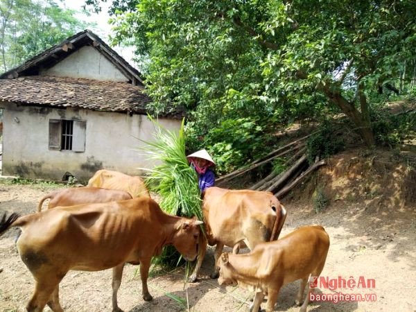 Gia đình chị Trần Thị Tuyền ở thôn 10 xã Long Sơn, có thâm niên hơn 10 năm nay nuôi bò vỗ béo. Mỗi lứa gia đình chỉ nuôi từ 5- 6 con. Mỗi năm nuôi gối đầu 2 lứa, sau khi trừ chi phí cũng thu lãi 40- 50 triệu đồng