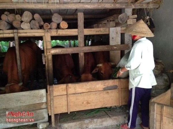 Mô hình chăn nuôi bò nhốt chuồng của gia đình chị Thái Thị Yến thôn 19/5 xã Đỉnh Sơn