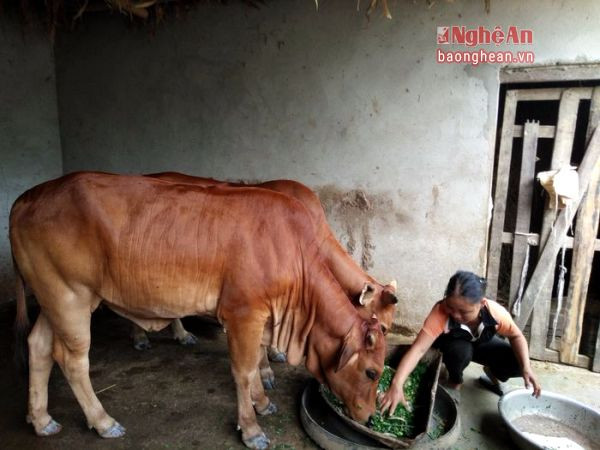 Nông dân trên địa bàn huyện Anh Sơn bắt đầu chăn nuôi bò vỗ béo hơn 10 năm trước. Từ một vài hộ nuôi nhỏ lẻ ban đầu, đến nay, nghề này đã phát triển rộng khắp tại tất cả xã.