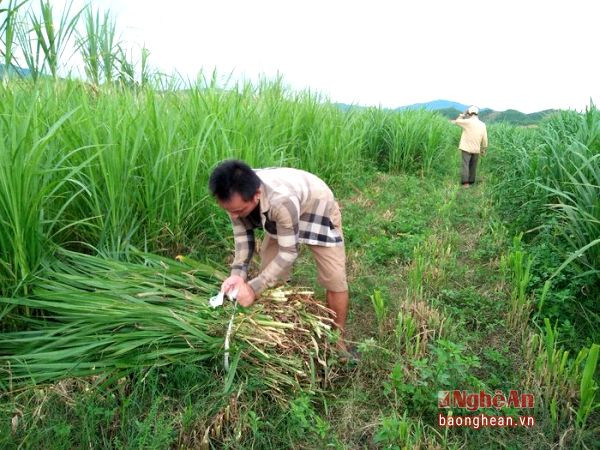 huyện Anh Sơn cùng với các địa phương đã tuyên truyền, khuyến khích nhân dân tận dụng tiềm năng đất đai, nhất là các diện tích đất vườn tạp, đất trồng lúa kém hiệu quả sang trổng cỏ để chăn nuôi bò nhốt chuồng vỗ béo