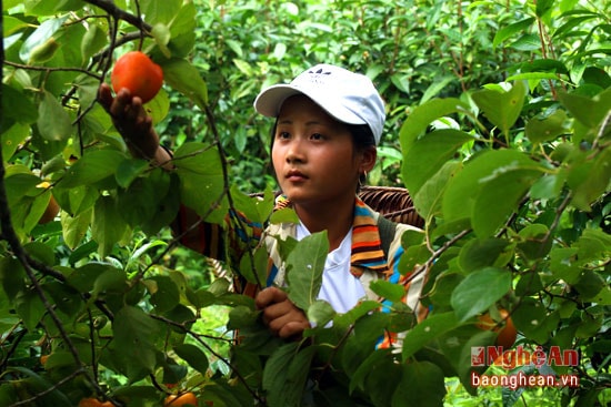 Em gái người Mông đi hái hồng.