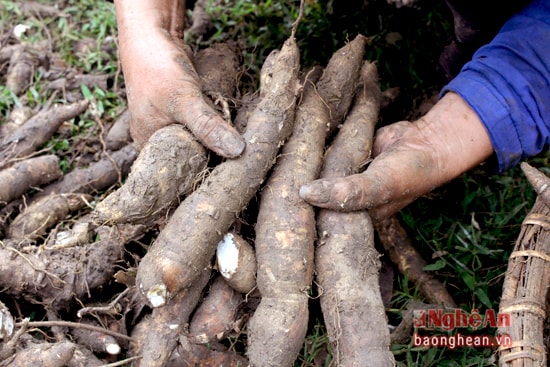  Bà con nông dân đang gấp rút thu hoạch sắn non sau mùa mưa bão, để tránh tình trạng sắn bị chết, thối củ và gây ra nhiều thiệt hại.