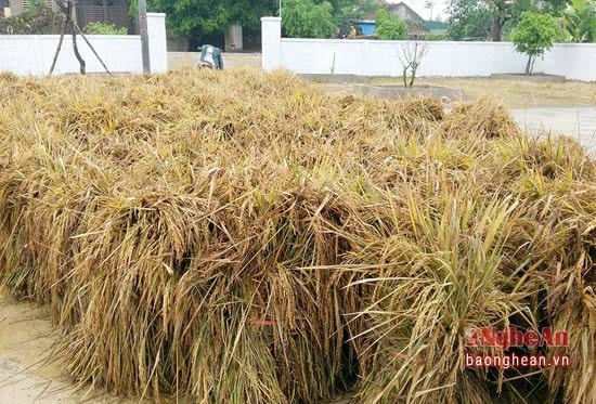 Nhiều diện tích lúa gãy đổ được gặt về với chủ trương 