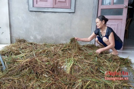 Những vùng lúa lên mầm chỉ còn vớt vát làm thức ăn gia súc.