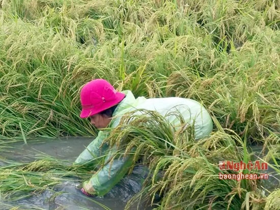 Nhiều gia đình tranh thủ dựng lúa khỏi ngập nước chờ thu hoạch sau mưa.