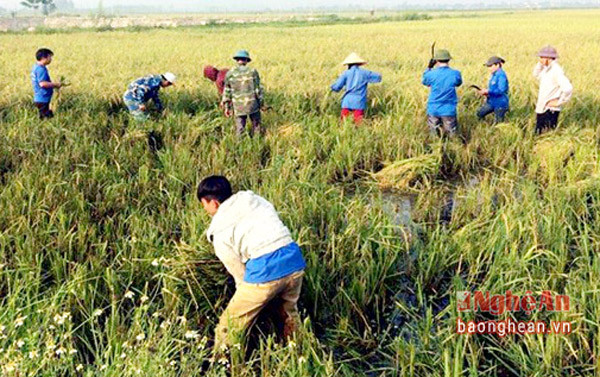 : Đoàn xã Diễn Quảng giúp bà con nhân dân gặt hàng héc ta lúa để tránh mưa bão
