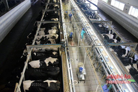 Trại bò sữa của Tập đoàn Sữa TH hiện có ..... con, mỗi ngày cung cấp.... lít sữa.