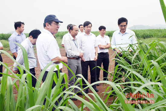 Đồng chí Cao Đức Phát - Ủy viên BCH Trung ương Đảng, Phó Trưởng Ban Kinh tế Trung ương thăm vùng nguyên liệu cỏ của Tập đoàn sữa TH.