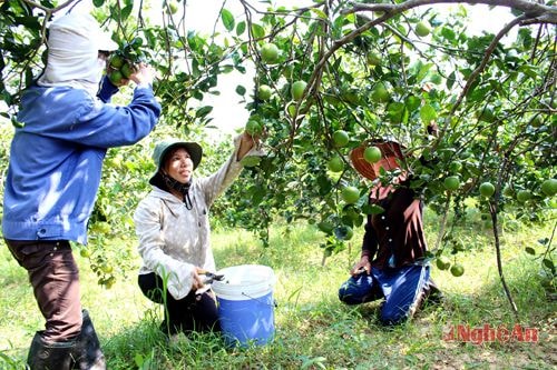 Nhiều mô hình sản xuất đem lại hiệu quả tại Nghĩa Đàn