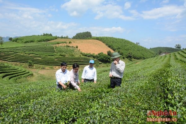 Chè thương phẩm tại xã Hùng Sơn (Anh Sơn).